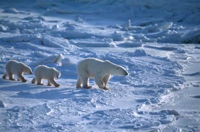 Svalbard Island DX News JW7XK JW6VM JW9DL JW5X